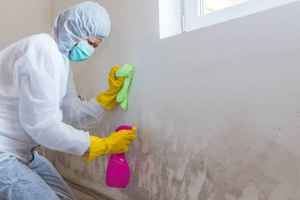 Why you should choose our mold remedi tion services in #city