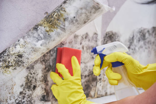 Hoopa, CA Mold Removal & Remediation Company